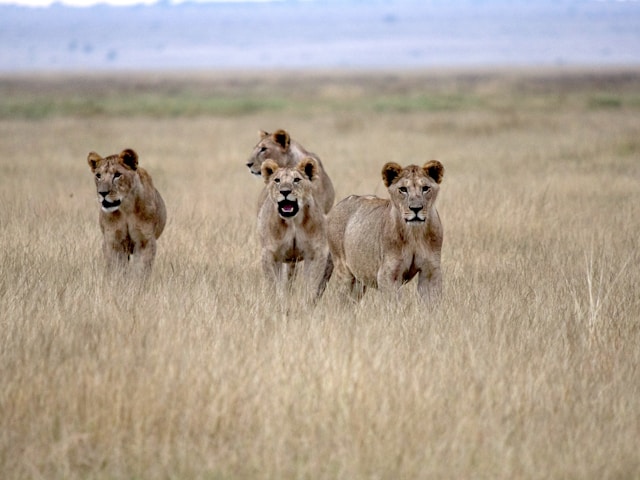 12 Day No Holding Back Kenya Adventure