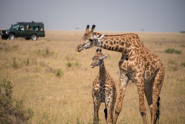 10 Day Kenya Family Safari and Beach