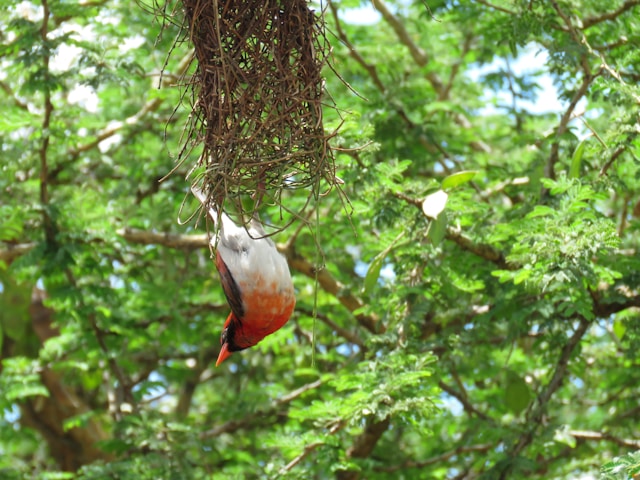Akagera National Park