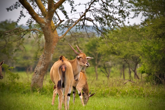 Lake Mburo National Park
