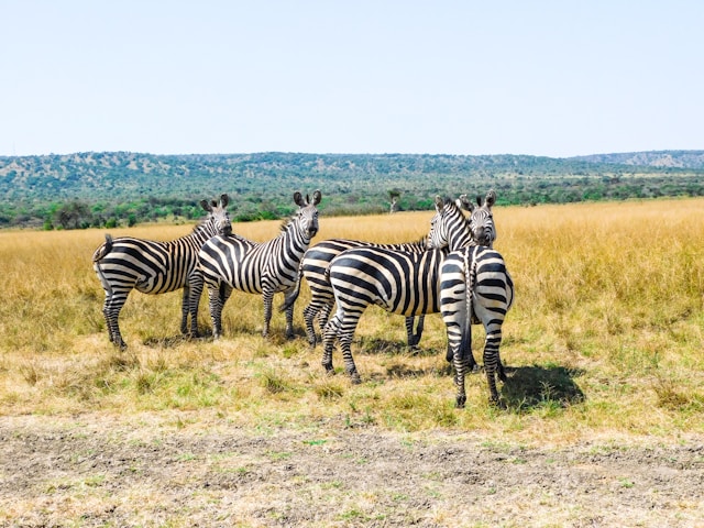 Akagera National Park