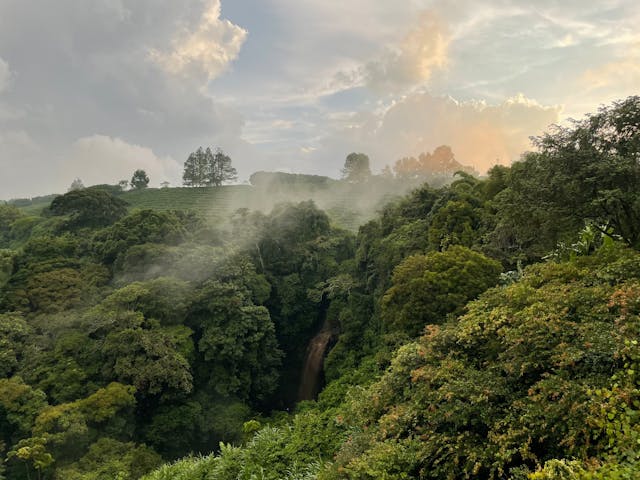 Nyungwe National Park