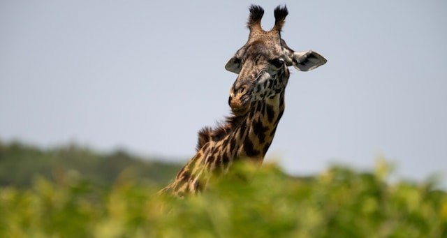 Arusha National Park